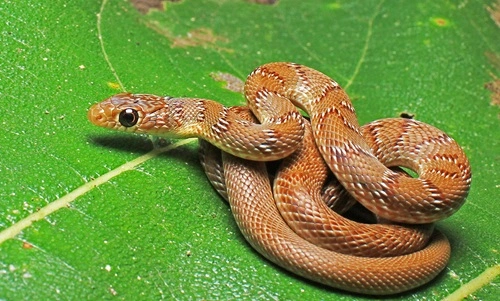 Banded Racer