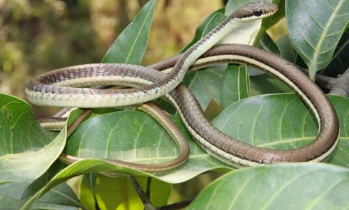 Bronze Back Tree Snake