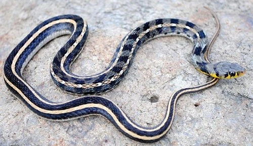 Buff Striped Keelback