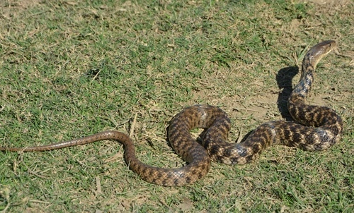 Checkered Keelback