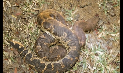 Common Sand Boa