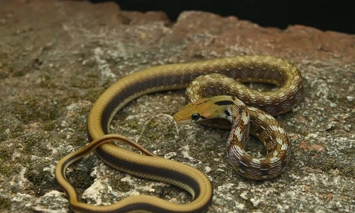 Common Trinket Snake