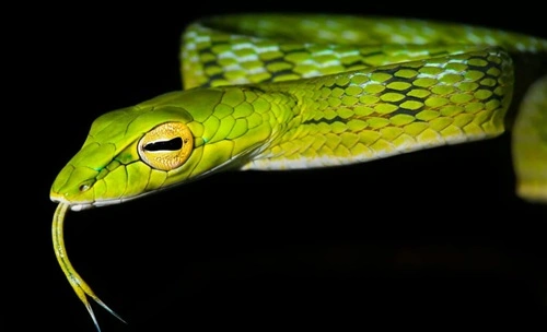 Green Vine Snake