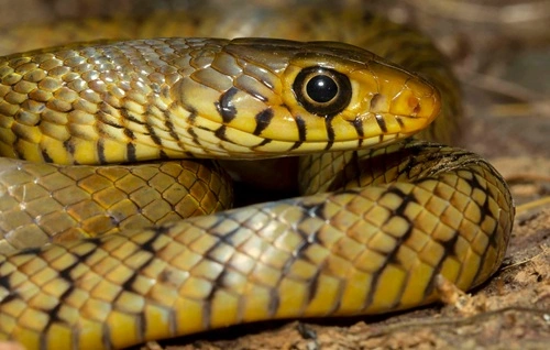 Indian Rat Snake