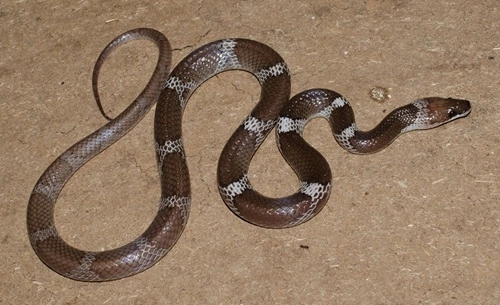 Indian Wolf Snake
