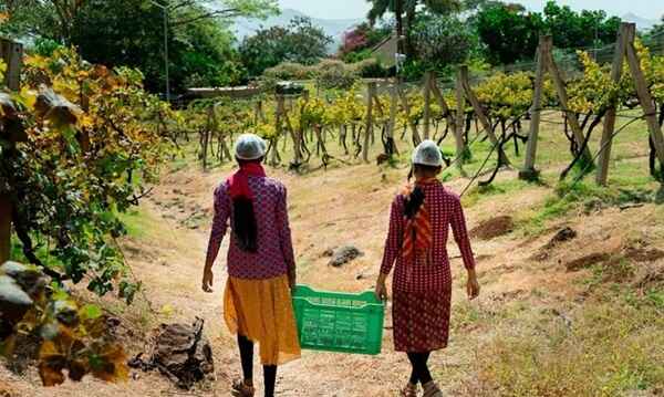 Grover Zampa Vineyards