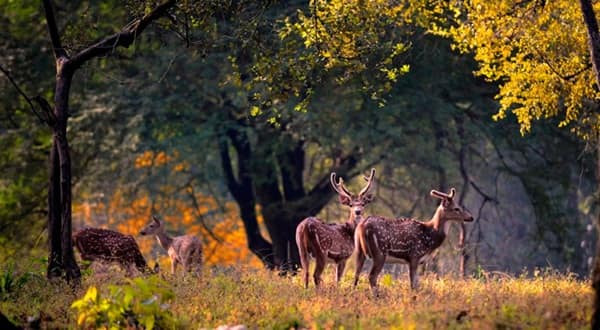 Jim Corbett National Park