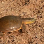 Indian Flapshell Turtle
