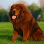 Tibetan Mastiff
