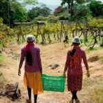 Grover Zampa Vineyards