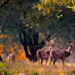 Jim Corbett National Park